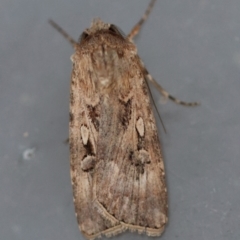 Agrotis munda (Brown Cutworm) at Moruya, NSW - 6 Sep 2024 by LisaH