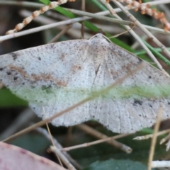 Taxeotis perlinearia (Spring Taxeotis) at Moruya, NSW - 6 Sep 2024 by LisaH