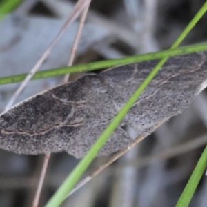 Taxeotis perlinearia at Moruya, NSW - suppressed
