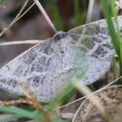 Taxeotis perlinearia at Moruya, NSW - suppressed