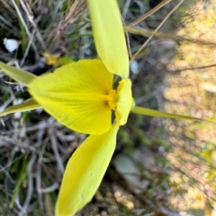 Diuris chryseopsis (Golden Moth) at Throsby, ACT - 6 Sep 2024 by SimoneC