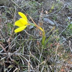 Diuris chryseopsis at Throsby, ACT - 6 Sep 2024