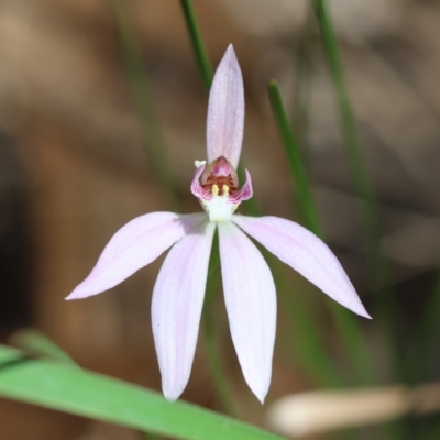 Caladenia carnea at  - suppressed by LisaH