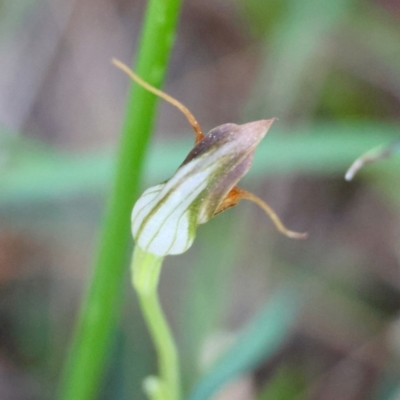 Pterostylis pedunculata at  - suppressed by LisaH
