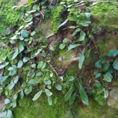 Pyrrosia rupestris (Rock Felt Fern) at Penrose, NSW - 23 Aug 2024 by Aussiegall