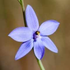 Thelymitra ixioides (Dotted Sun Orchid) at Moruya, NSW - 6 Sep 2024 by LisaH