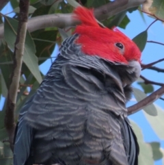 Callocephalon fimbriatum (Gang-gang Cockatoo) at Symonston, ACT - 4 Sep 2024 by RobParnell