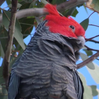 Callocephalon fimbriatum (Gang-gang Cockatoo) at Symonston, ACT - 4 Sep 2024 by RobParnell