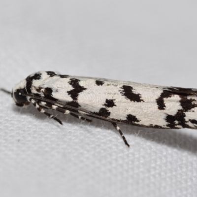 Ethmia eupostica (A Gelechioid moth (Ethmiidae)) at Jerrabomberra, NSW - 6 Sep 2024 by DianneClarke