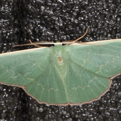 Prasinocyma semicrocea (Common Gum Emerald moth) at Melba, ACT - 4 Sep 2024 by kasiaaus