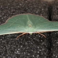 Prasinocyma semicrocea at Melba, ACT - 5 Sep 2024