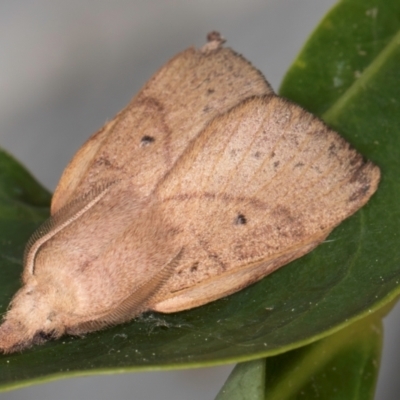 Pararguda nasuta (Wattle Snout Moth) at Melba, ACT - 5 Sep 2024 by kasiaaus