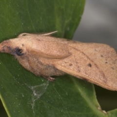 Pararguda nasuta at Melba, ACT - 5 Sep 2024 01:43 AM