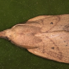 Pararguda nasuta at Melba, ACT - 5 Sep 2024 01:43 AM