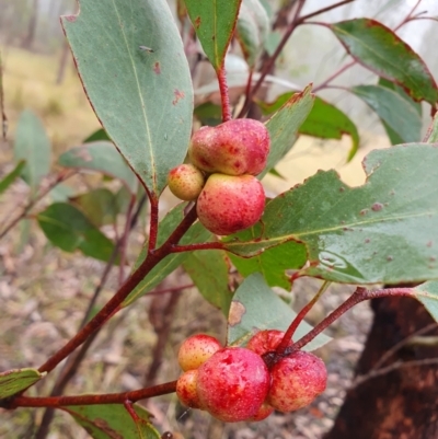 Leptocybe invasa (Eucalyptus Stem Gall Wasp) at Penrose, NSW - 15 Aug 2024 by Aussiegall