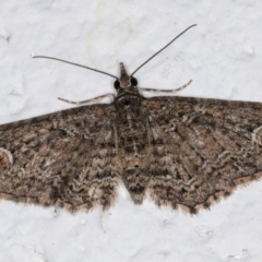 Pasiphilodes testulata (Pome looper) at Melba, ACT - 5 Sep 2024 by kasiaaus