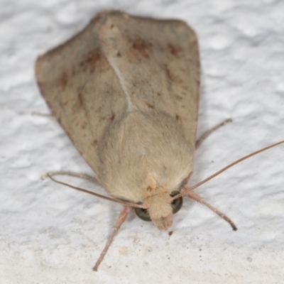 Helicoverpa (genus) (A bollworm) at Melba, ACT - 5 Sep 2024 by kasiaaus