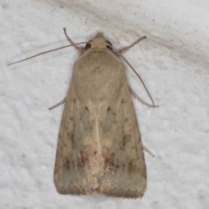 Helicoverpa (genus) at Melba, ACT - 5 Sep 2024 10:47 PM