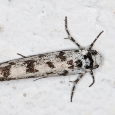 Ethmia eupostica (A Gelechioid moth (Ethmiidae)) at Melba, ACT - 5 Sep 2024 by kasiaaus