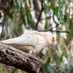 Cacatua sanguinea (Little Corella) at Manilla, NSW - 10 Aug 2024 by Petesteamer