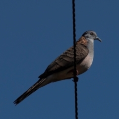 Geopelia humeralis (Bar-shouldered Dove) at Coral Sea, QLD - 23 Jul 2024 by Petesteamer