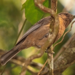 Myzomela obscura (Dusky Honeyeater) at Cape Hillsborough, QLD - 23 Jul 2024 by Petesteamer