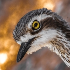 Burhinus grallarius (Bush Stone-curlew) at Cape Hillsborough, QLD - 23 Jul 2024 by Petesteamer