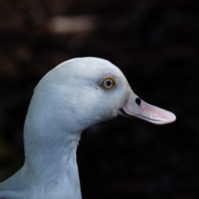 Radjah radjah (Radjah Shelduck) at Seaforth, QLD - 23 Jul 2024 by Petesteamer