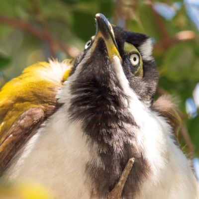 Entomyzon cyanotis (Blue-faced Honeyeater) at Clairview, QLD - 30 Jul 2024 by Petesteamer