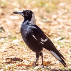 Gymnorhina tibicen (Australian Magpie) at Clairview, QLD - 30 Jul 2024 by Petesteamer