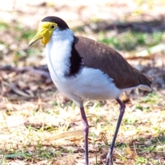 Vanellus miles (Masked Lapwing) at Clairview, QLD - 30 Jul 2024 by Petesteamer