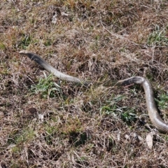 Pseudonaja textilis (Eastern Brown Snake) at Jacka, ACT - 5 Sep 2024 by Jiggy