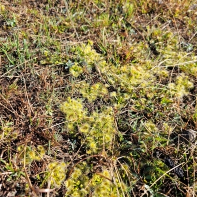 Drosera sp. (A Sundew) at Jacka, ACT - 4 Sep 2024 by Jiggy