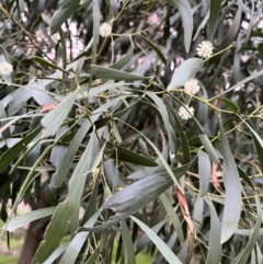 Acacia melanoxylon (Blackwood) at Burrinjuck, NSW - 6 Sep 2024 by sduus