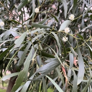 Acacia melanoxylon at Burrinjuck, NSW - 6 Sep 2024