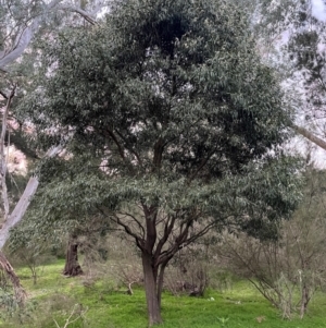 Acacia melanoxylon at Burrinjuck, NSW - 6 Sep 2024