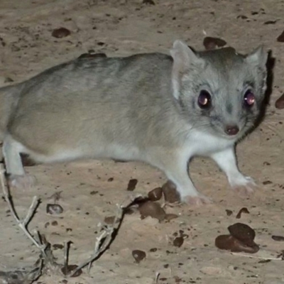 Dasyuroides byrnei (Kowari) at Bedourie, QLD - 11 Apr 2016 by MichaelBedingfield