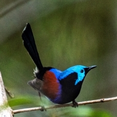 Malurus lamberti at North Gregory, QLD - 3 Jul 2024 02:30 PM