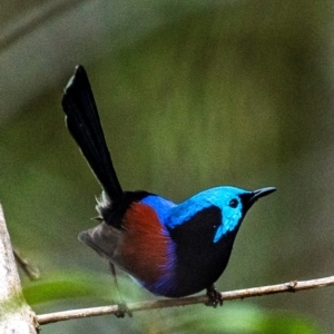 Malurus lamberti at North Gregory, QLD - 3 Jul 2024 02:30 PM
