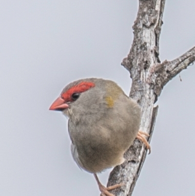 Neochmia temporalis (Red-browed Finch) at North Gregory, QLD - 3 Jul 2024 by Petesteamer