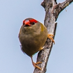 Neochmia temporalis at North Gregory, QLD - 3 Jul 2024 12:01 PM