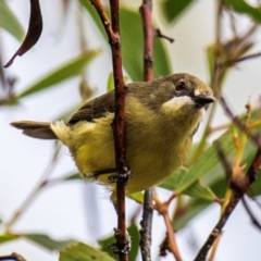 Gerygone palpebrosa (Fairy Gerygone) at North Gregory, QLD - 3 Jul 2024 by Petesteamer