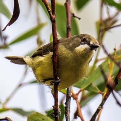 Gerygone palpebrosa (Fairy Gerygone) at North Gregory, QLD - 3 Jul 2024 by Petesteamer