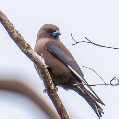 Artamus cyanopterus (Dusky Woodswallow) at North Gregory, QLD - 3 Jul 2024 by Petesteamer