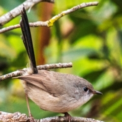 Malurus lamberti (Variegated Fairywren) at North Gregory, QLD - 3 Jul 2024 by Petesteamer