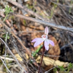 Caladenia fuscata (Dusky Fingers) at Conder, ACT - 6 Sep 2024 by Shazw