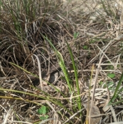 Carex breviculmis at Higgins, ACT - 7 Sep 2024