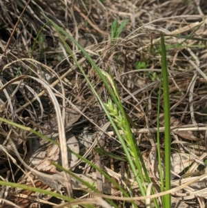 Carex breviculmis at Higgins, ACT - 7 Sep 2024