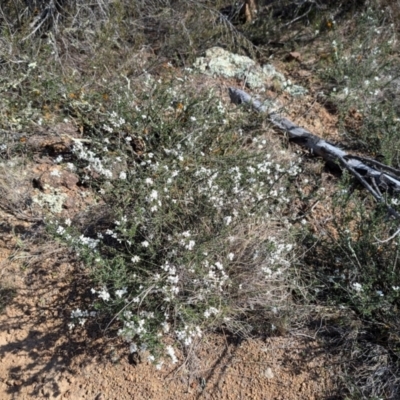 Cryptandra amara (Bitter Cryptandra) at Strathnairn, ACT - 25 Aug 2024 by ranwest