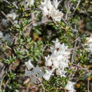 Cryptandra amara at Strathnairn, ACT - 25 Aug 2024 10:27 AM